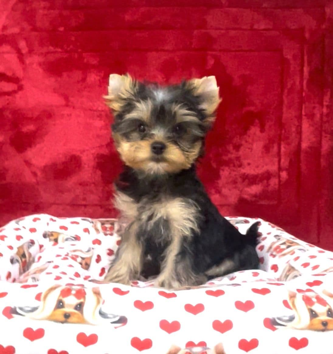 Yorkshire Terrier Puppies breeder image 11