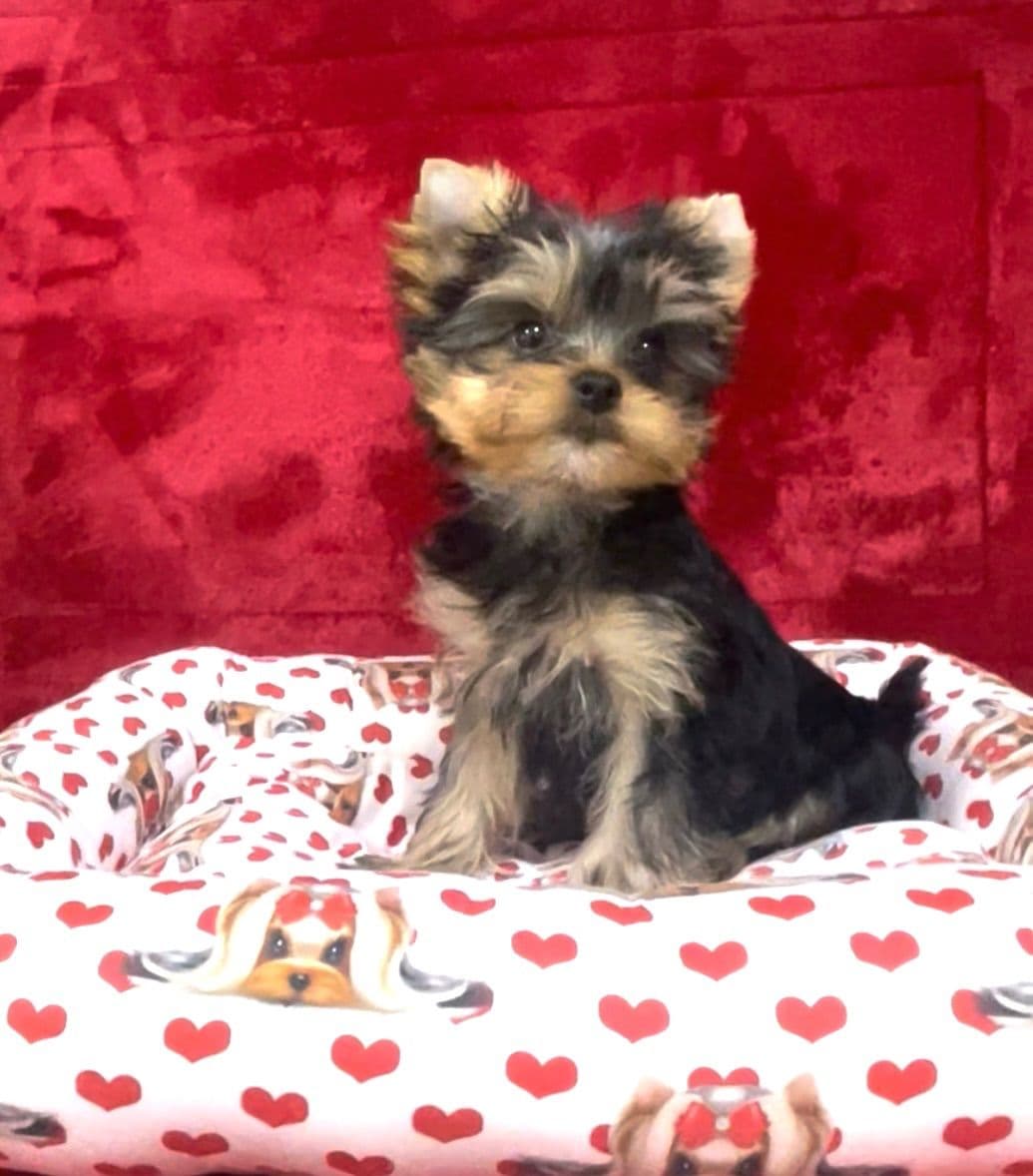 Yorkshire Terrier Puppies breeder image 12