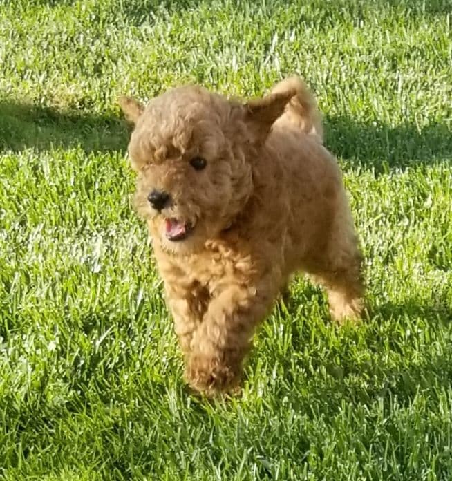 AKC Champion Lineage Poodle Puppy breeder image 2