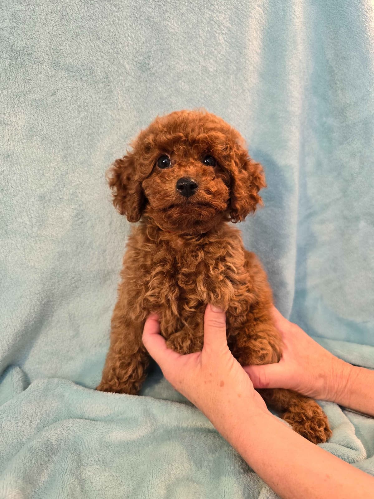 AKC Champion Lineage Poodle Puppy breeder image 5