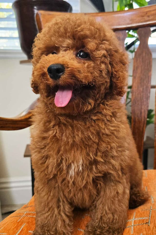 AKC Champion Lineage Poodle Puppy media 3