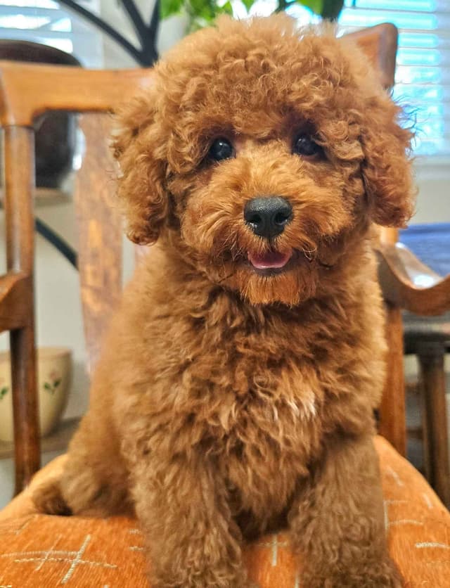 AKC Champion Lineage Poodle Puppy media 5