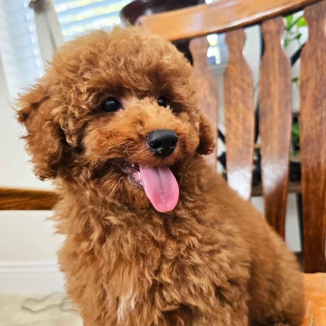 AKC Champion Lineage Poodle Puppy media 6