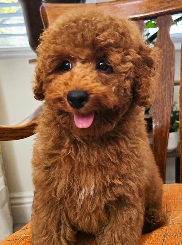AKC Champion Lineage Poodle Puppy media 9