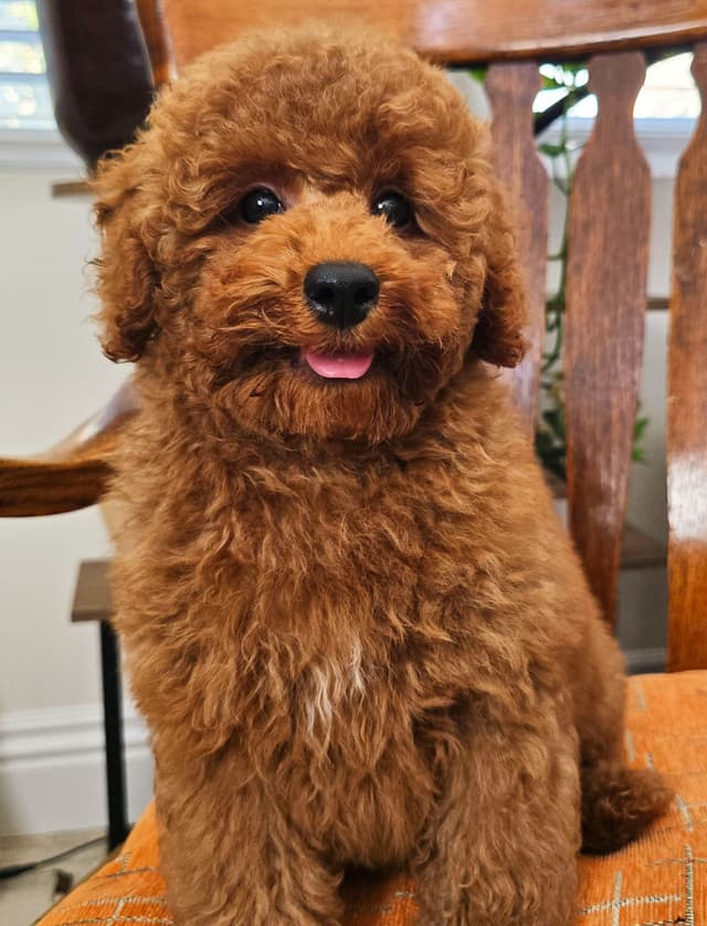 AKC Champion Lineage Poodle Puppy media 10