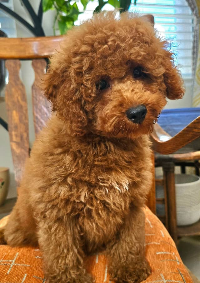 AKC Champion Lineage Poodle Puppy media 12