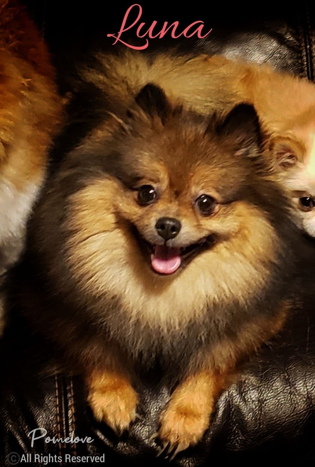 Pomeranian Puppies breeder image 1