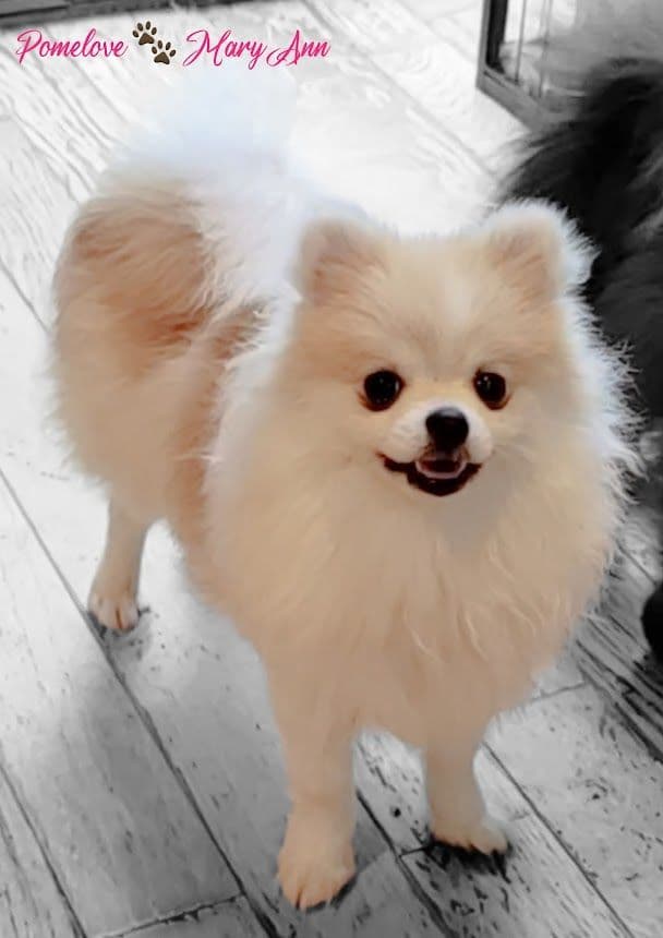 Pomeranian Puppies breeder image 4