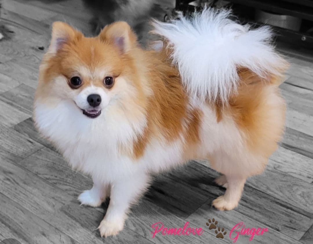 Pomeranian Puppies breeder image 5