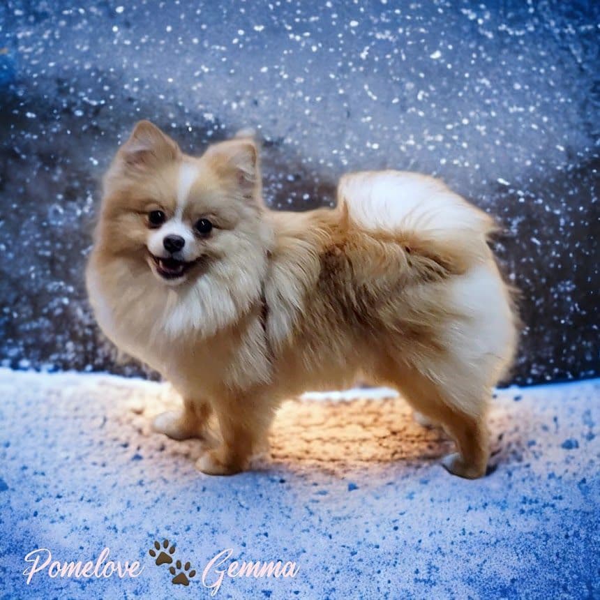 Pomeranian Puppies breeder image 3