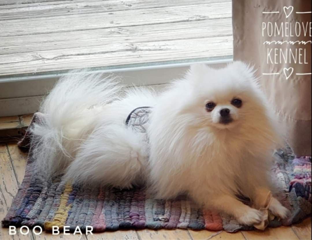 Pomeranian Puppies breeder image 6