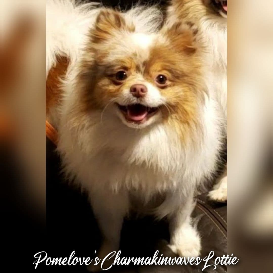 Pomeranian Puppies breeder image 2