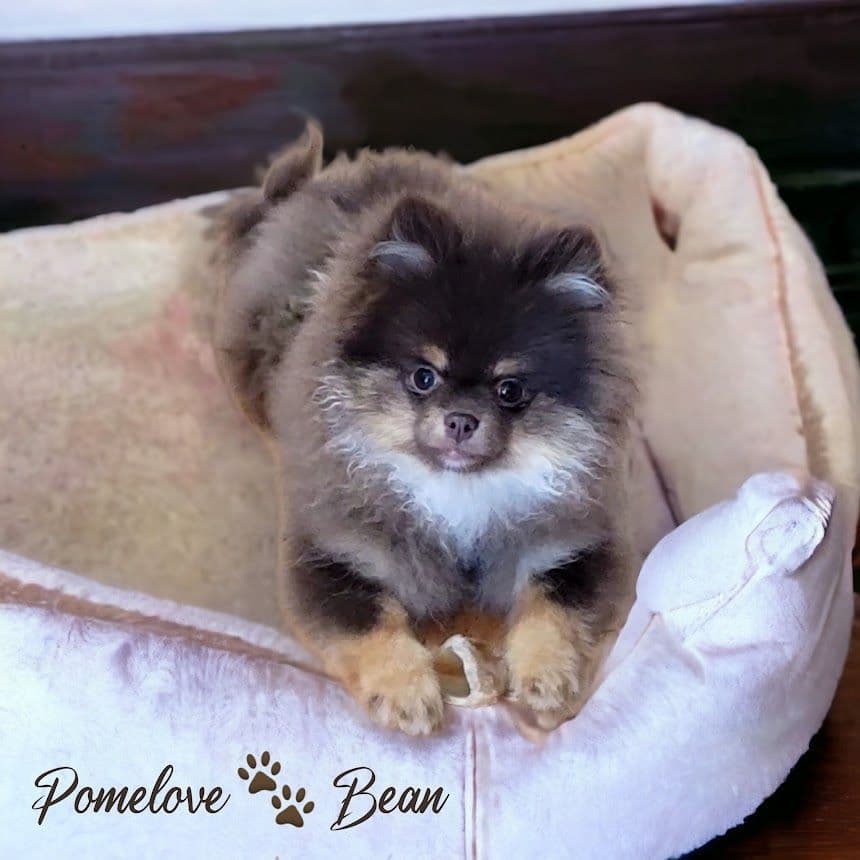 Pomeranian Puppies breeder image 8