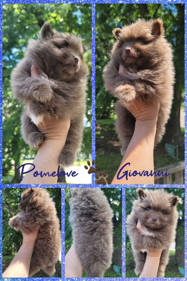 Pomeranian Puppies media 2