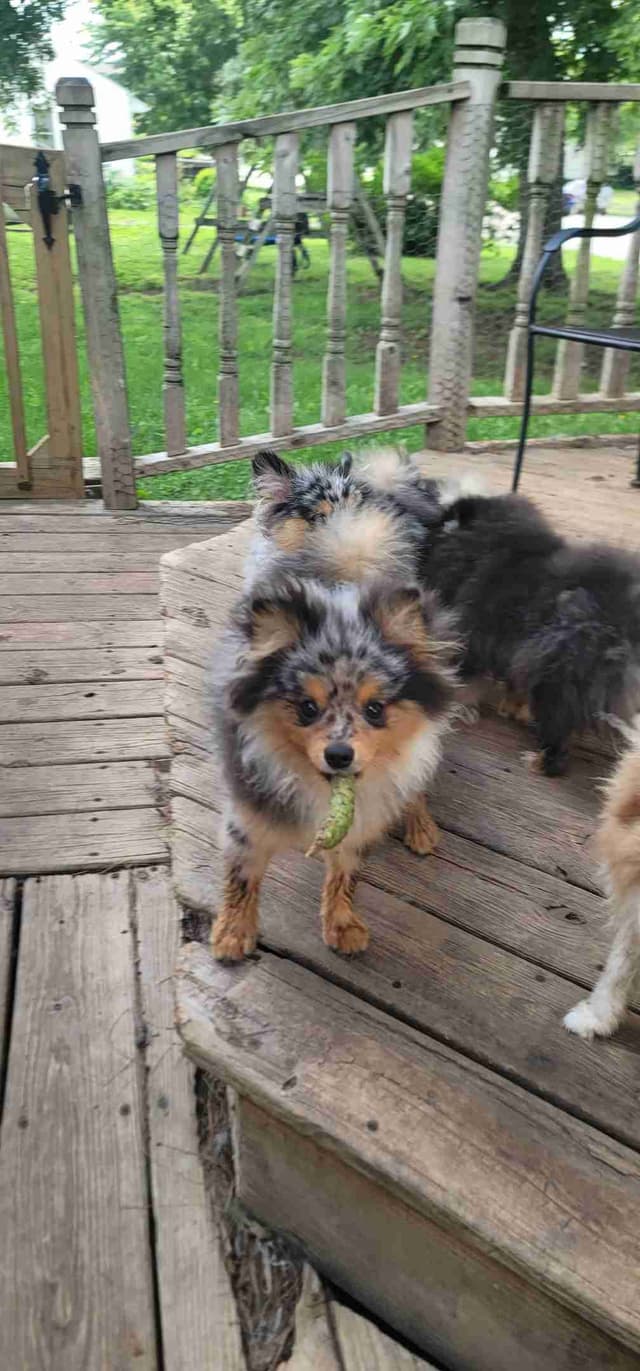 Pomeranian Puppies media 3
