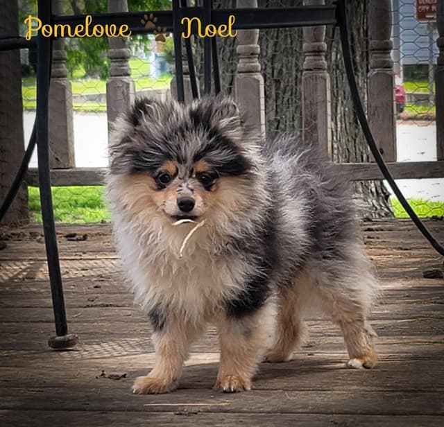 Pomeranian Puppies media 4