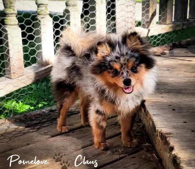 Pomeranian Puppies media 5