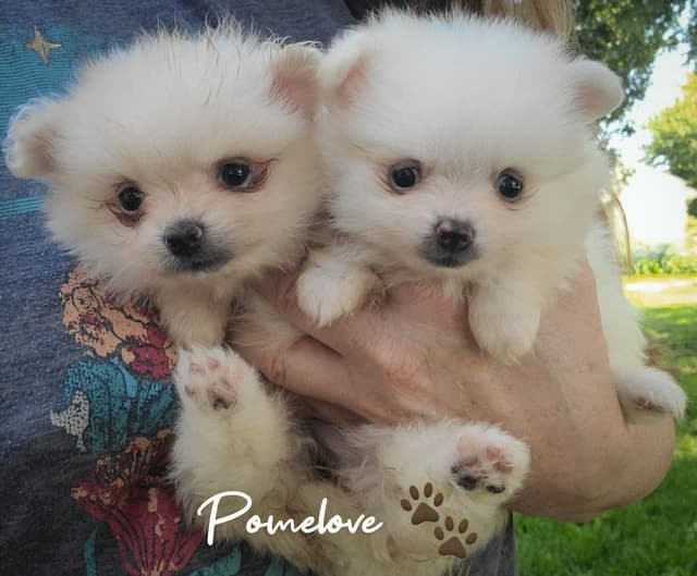 Pomeranian Puppies media 6