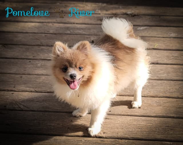 Pomeranian Puppies media 7