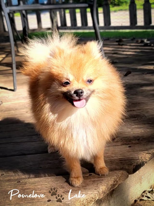 Pomeranian Puppies media 8