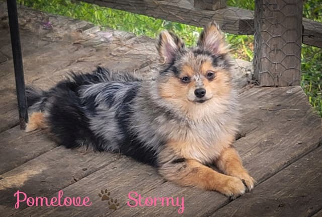 Pomeranian Puppies media 9