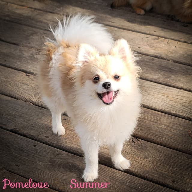 Pomeranian Puppies media 10