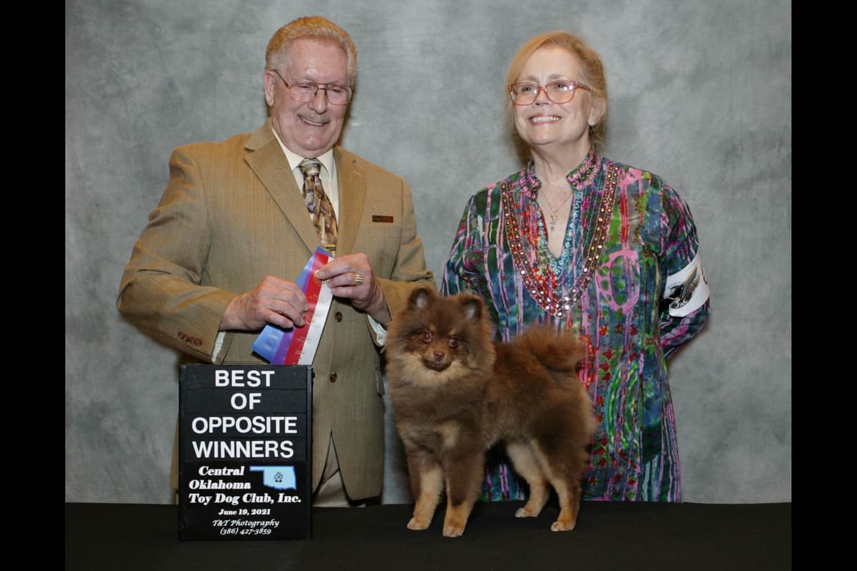Pomeranian Puppies breeder image 19