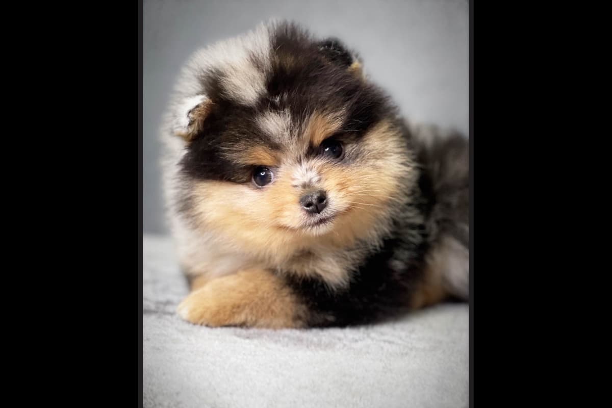 Pomeranian Puppies breeder image 6