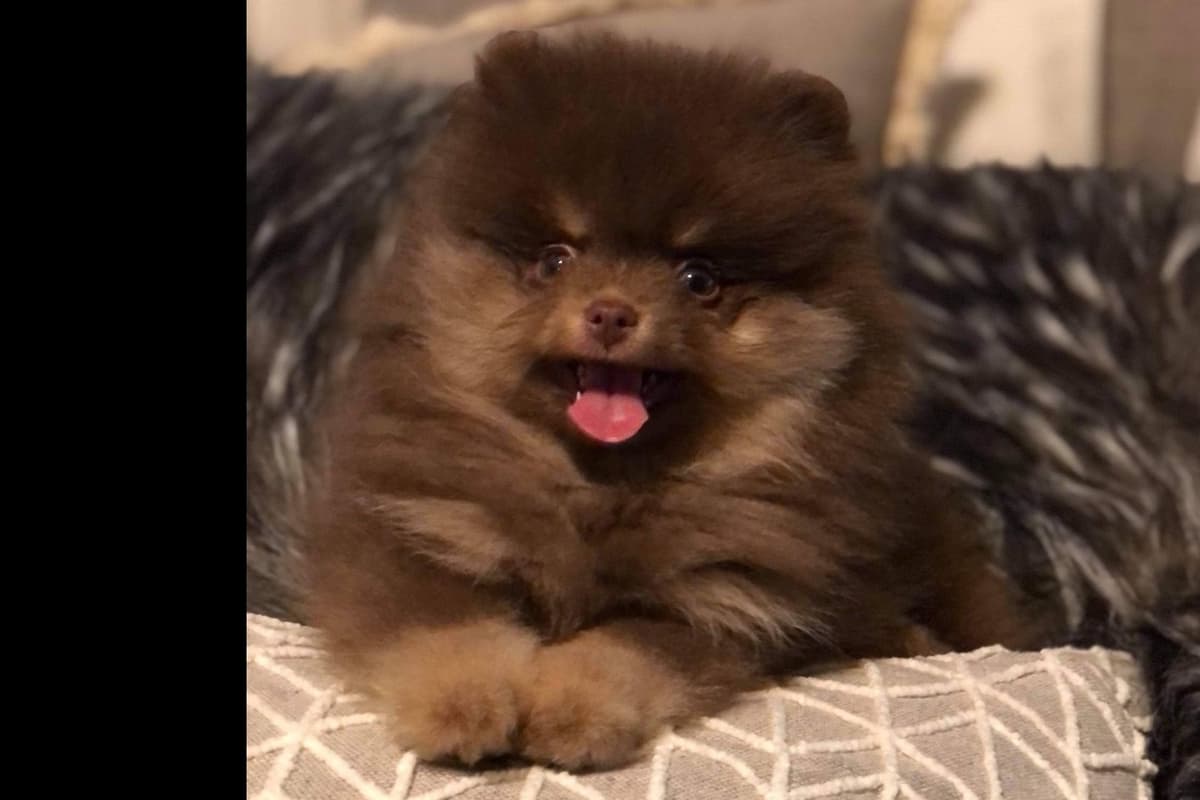 Pomeranian Puppies breeder image 10