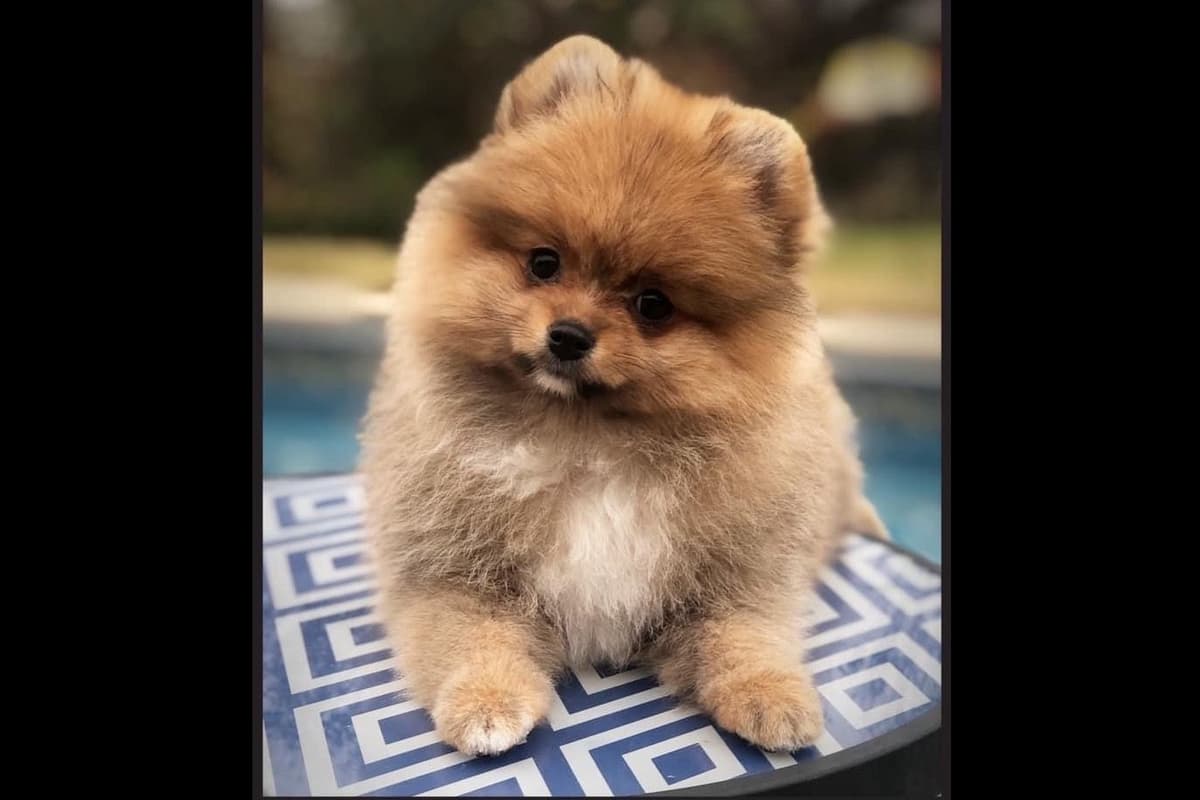 Pomeranian Puppies breeder image 16