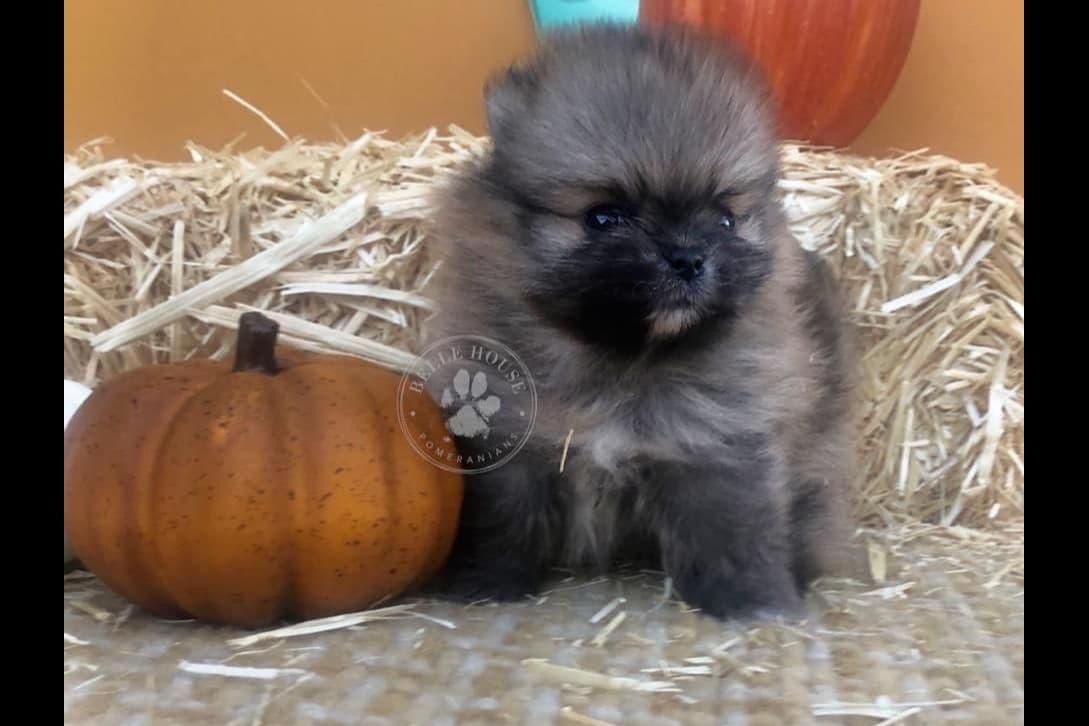 Pomeranian Puppies breeder image 11