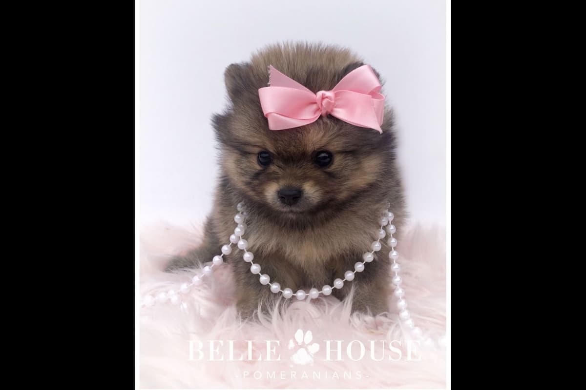 Pomeranian Puppies breeder image 20