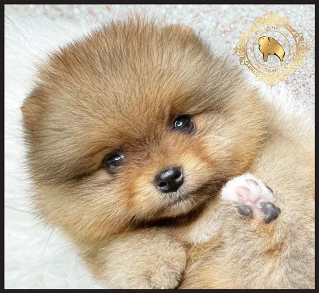 Pomeranian Puppies breeder image 18