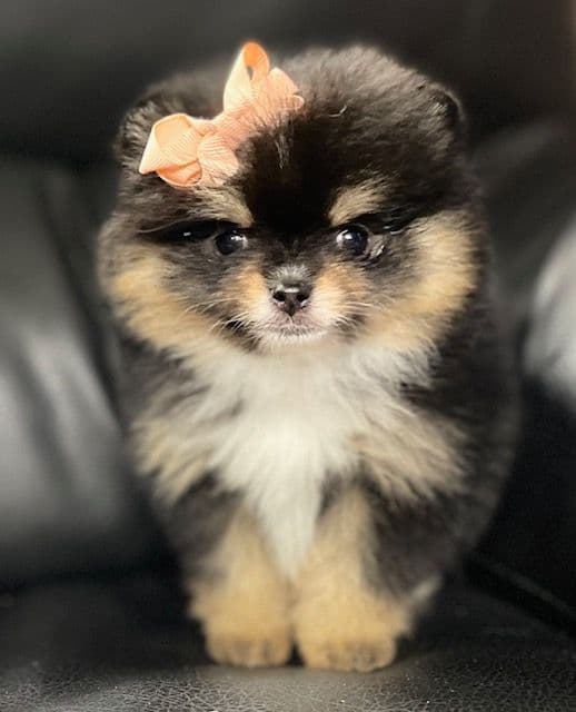 Pomeranian Puppies breeder image 14