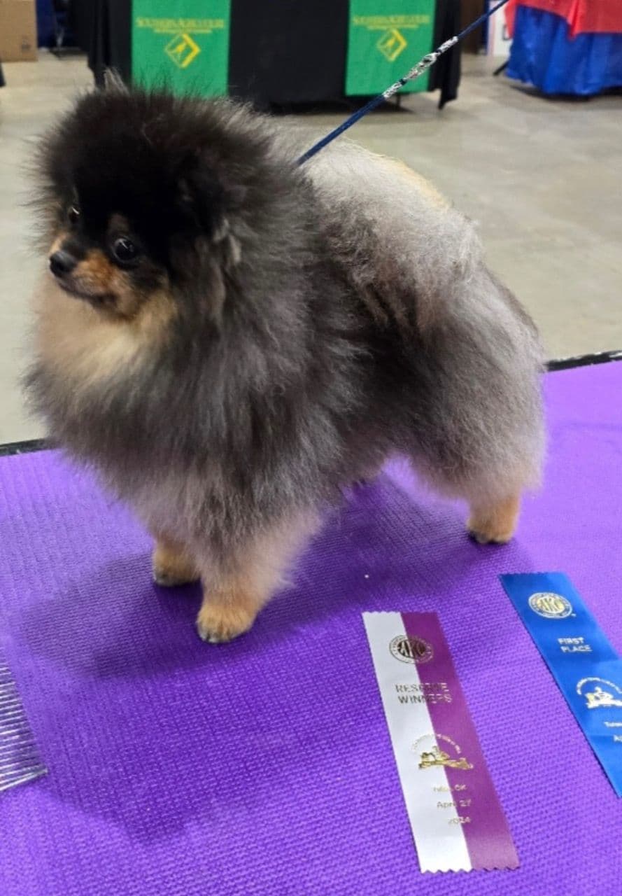 Pomeranian Puppies breeder image 2