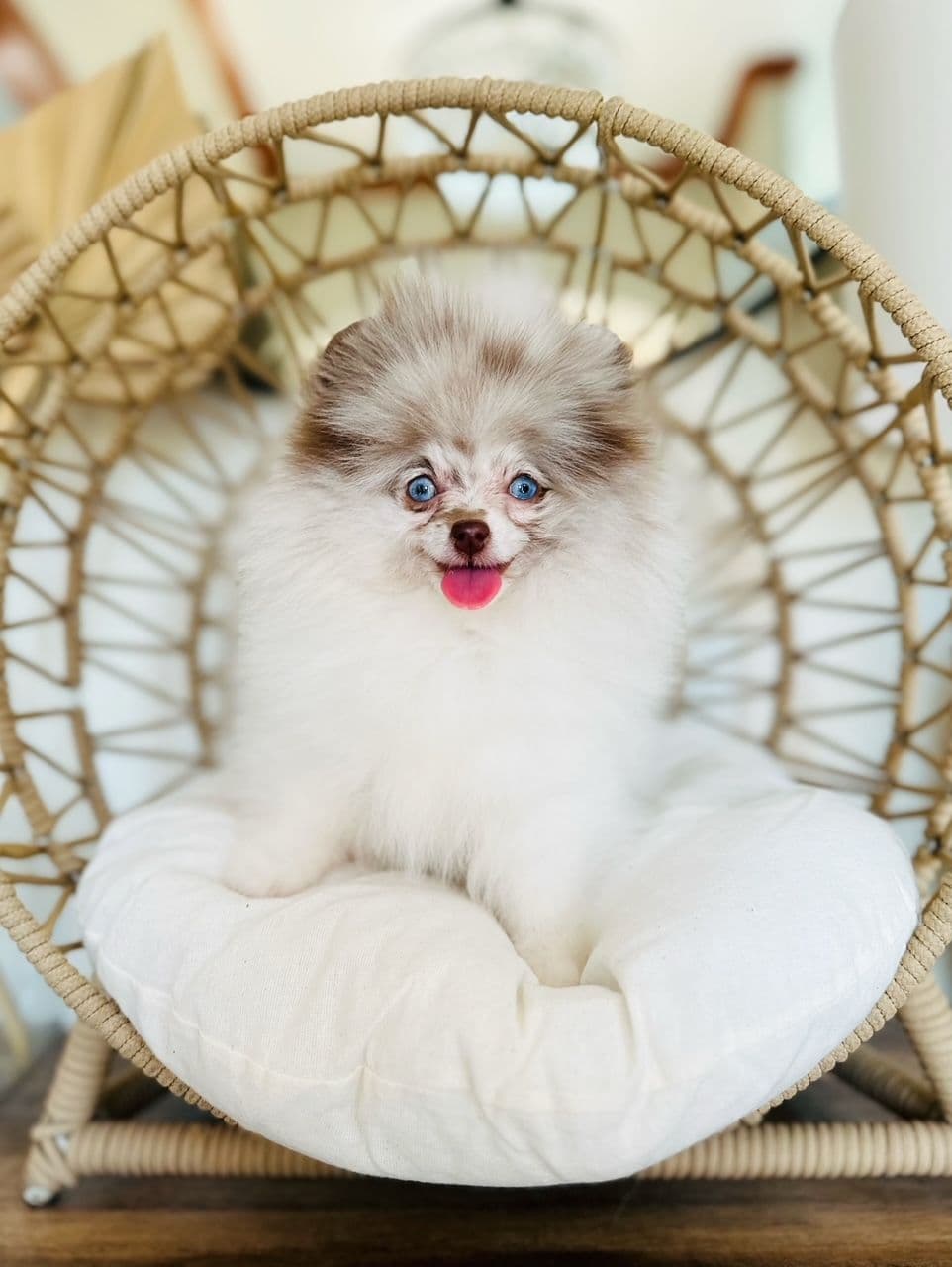 Pomeranian Puppies breeder image 3