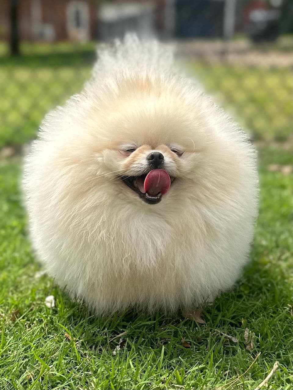 Pomeranian Puppies breeder image 7