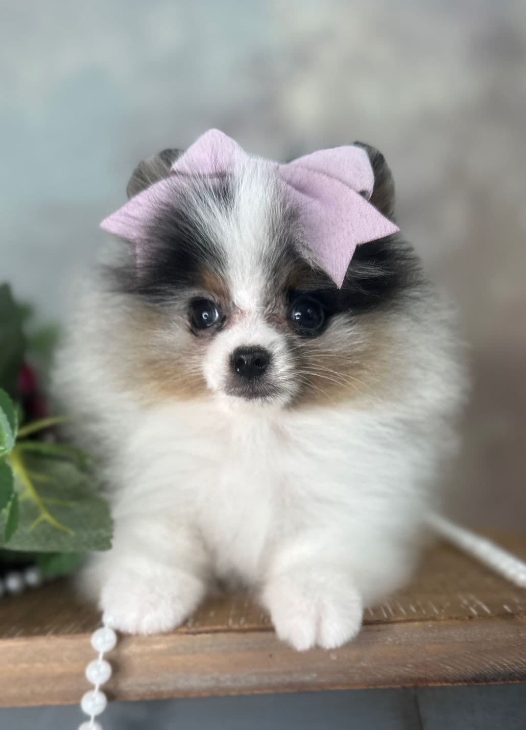 Pomeranian Puppies breeder image 12