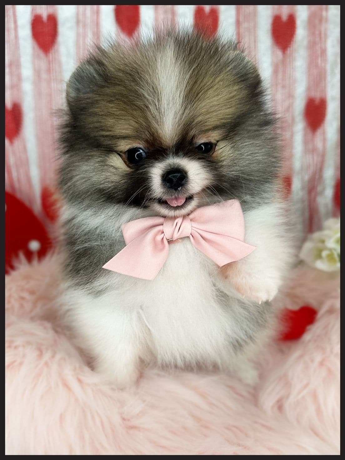 Pomeranian Puppies breeder image 5