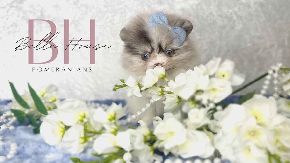 Pomeranian Puppies breeder image 15