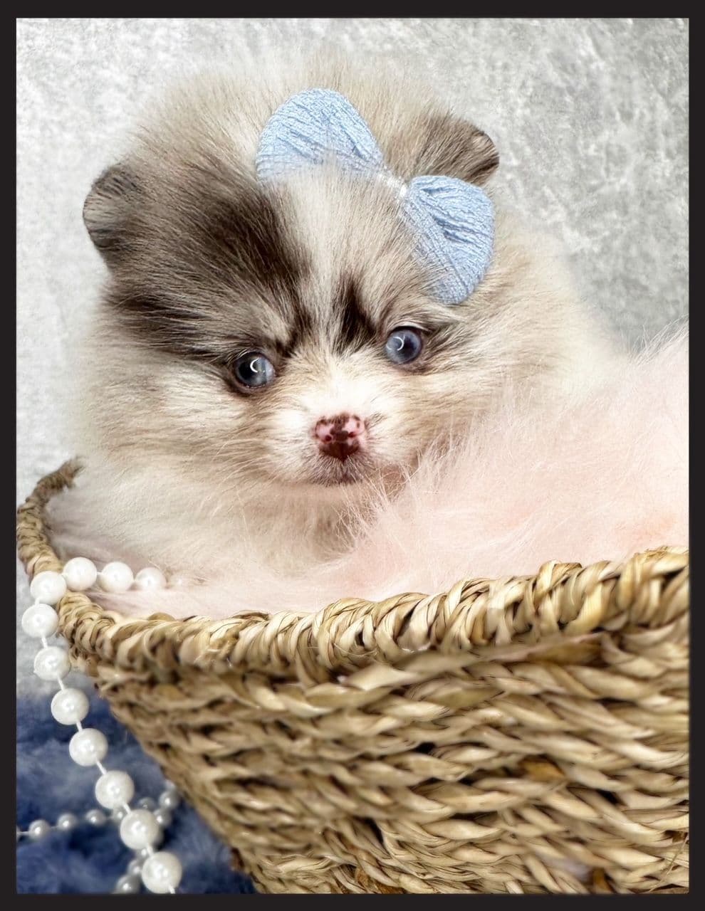 Pomeranian Puppies breeder image 8