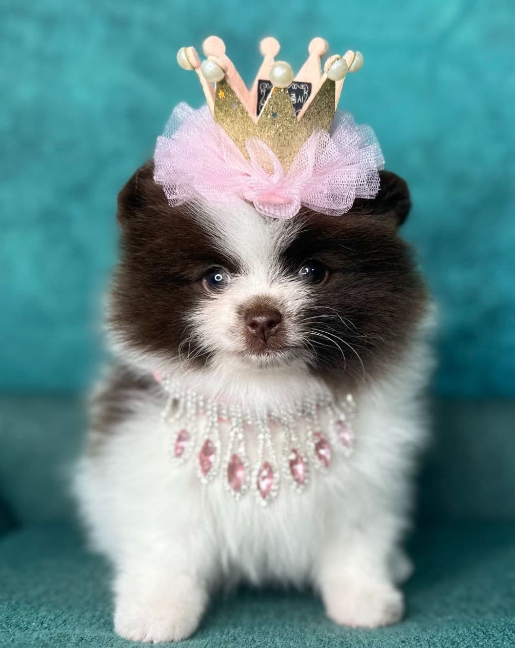 Pomeranian Puppies breeder image 1