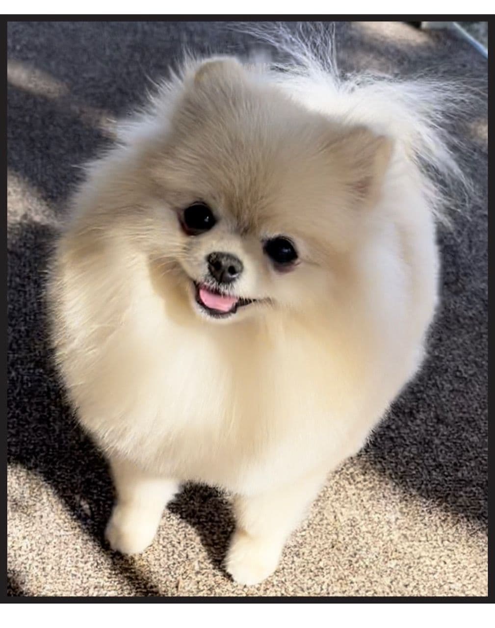 Pomeranian Puppies breeder image 4