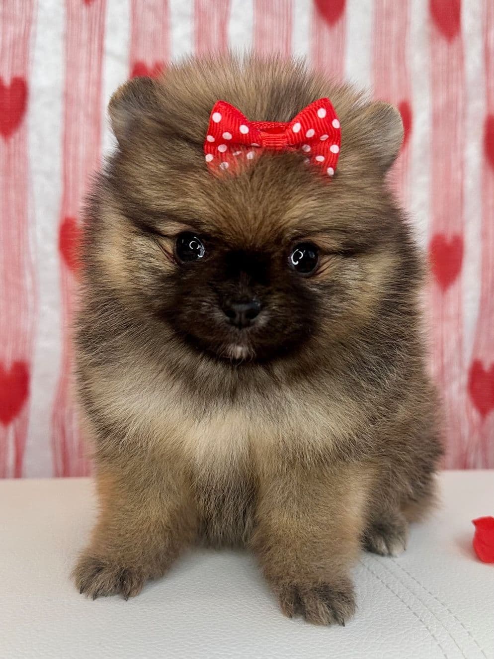 Pomeranian Puppies breeder image 9