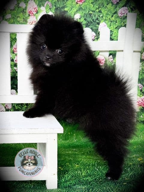 Pomeranian Puppies media 3