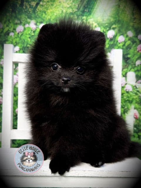 Pomeranian Puppies media 2