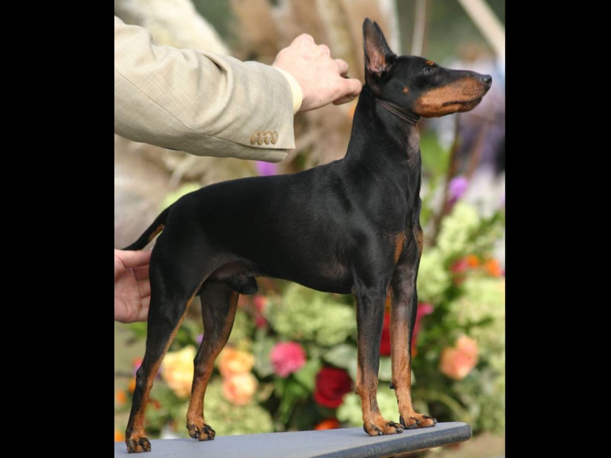 Toy Manchester Terrier Puppies breeder image 1