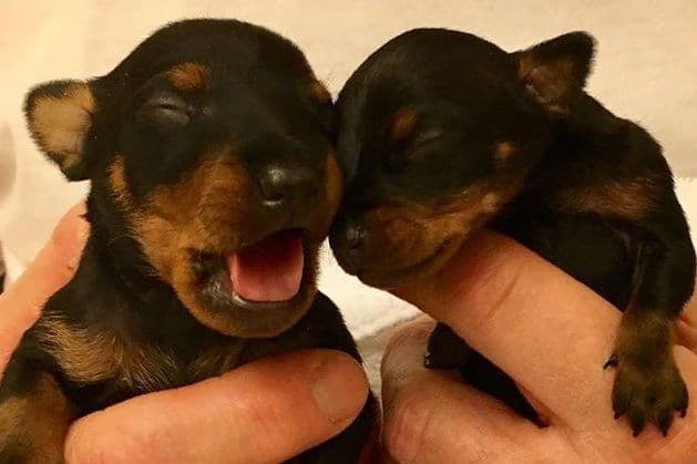 Toy Manchester Terrier Puppies breeder image 3