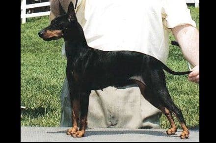 Toy Manchester Terrier Puppies breeder image 4