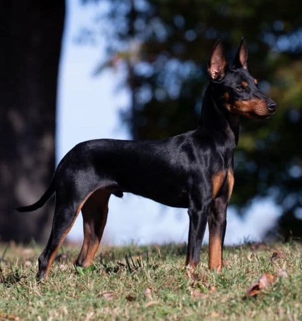 Toy Manchester Terrier Puppies breeder image 6